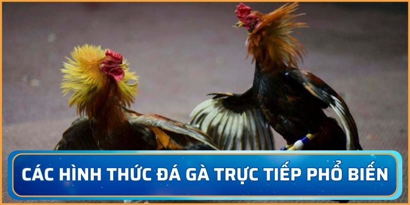 đá gà trực tiếp