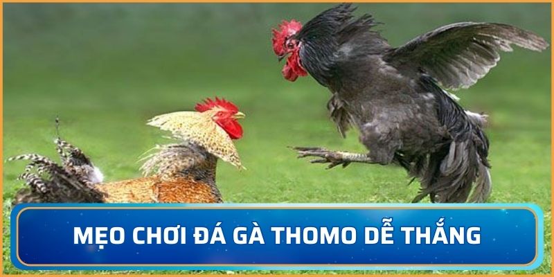 Mẹo chơi đá gà Thomo dễ thắng