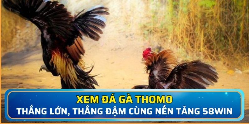 đá gà Thomo