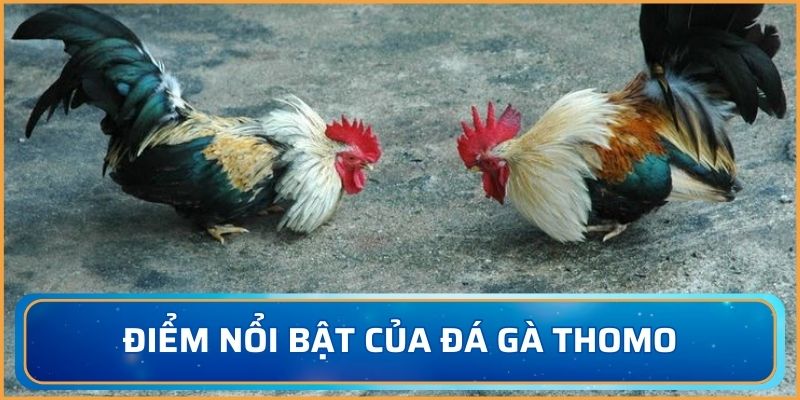 Điểm nổi bật của đá gà Thomo