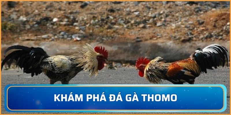 Khám phá đá gà Thomo