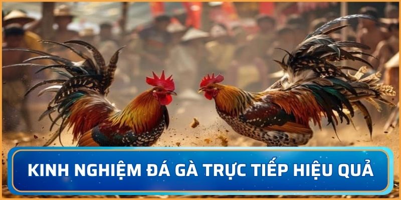 Học hỏi kinh nghiệm đá gà từ chuyên gia
