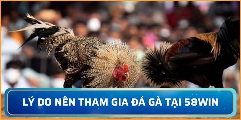 Những lý do tham gia đá gà tại nhà cái 58WIN